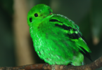 10 главных птиц тропического леса