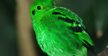 10 главных птиц тропического леса