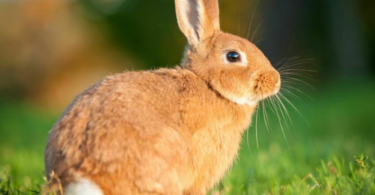 10 естественных моделей поведения кроликов, которые нужно понять