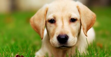 10 идеальных пород собак для индивидуальных путешественников и кочевников