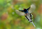 10 мест для наблюдения за птицами для фотографирования редких видов