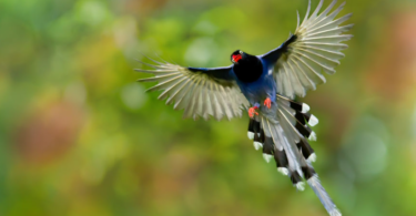 10 мест для наблюдения за птицами для фотографирования редких видов