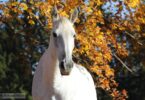 10 мифов о поведении лошадей