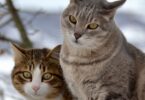 10 надежных советов, как защитить свое жилое пространство от кошек