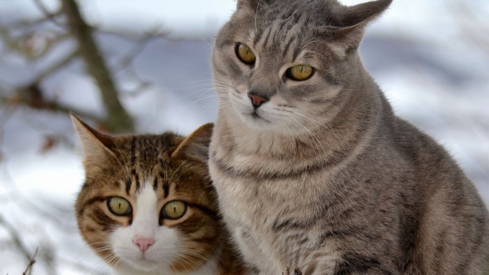 10 надежных советов, как защитить свое жилое пространство от кошек