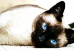 10 надежных советов, как уменьшить количество кошачьих аллергенов в вашем доме