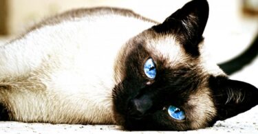 10 надежных советов, как уменьшить количество кошачьих аллергенов в вашем доме