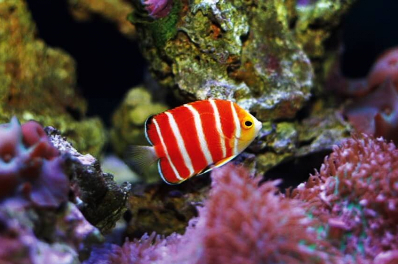 10 незаменимых экзотических рыб для вашего пресноводного аквариума