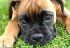 10 пород собак с замечательной историей и происхождением