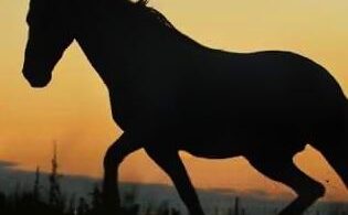 10 самых быстрых и ловких пород лошадей в мире