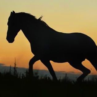 10 самых быстрых и ловких пород лошадей в мире