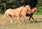 10 советов по успешному обучению молодой лошади