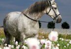 10 фильмов о конном спорте, которые должен посмотреть каждый любитель лошадей