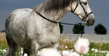 10 фильмов о конном спорте, которые должен посмотреть каждый любитель лошадей